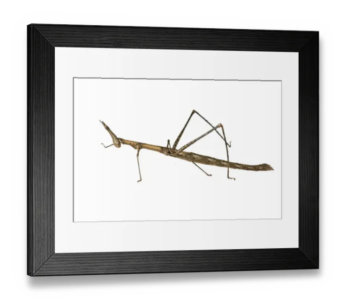 Framed Print : Horse Head Grasshopper -Pseudoproscopia latirostris-, Tambopata Nature Reserve, Madre de Dios Region, Peru Framed Print : Horse Head Grasshopper -Pseudoproscopia latirostris-, Tambopata Nature Reserve, Madre de Dios Region, Peru