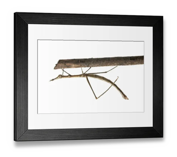 Framed Print : Horse Head Grasshopper -Pseudoproscopia latirostris-, Tambopata Nature Reserve, Madre de Dios Region, Peru Framed Print : Horse Head Grasshopper -Pseudoproscopia latirostris-, Tambopata Nature Reserve, Madre de Dios Region, Peru