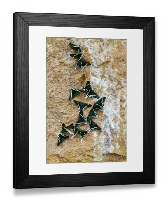 Framed Print : Green-banded Urania Moths -Urania leilus- sucking mineral-rich water from the wet ground, Tambopata Nature Reserve, Madre de Dios Region, Peru