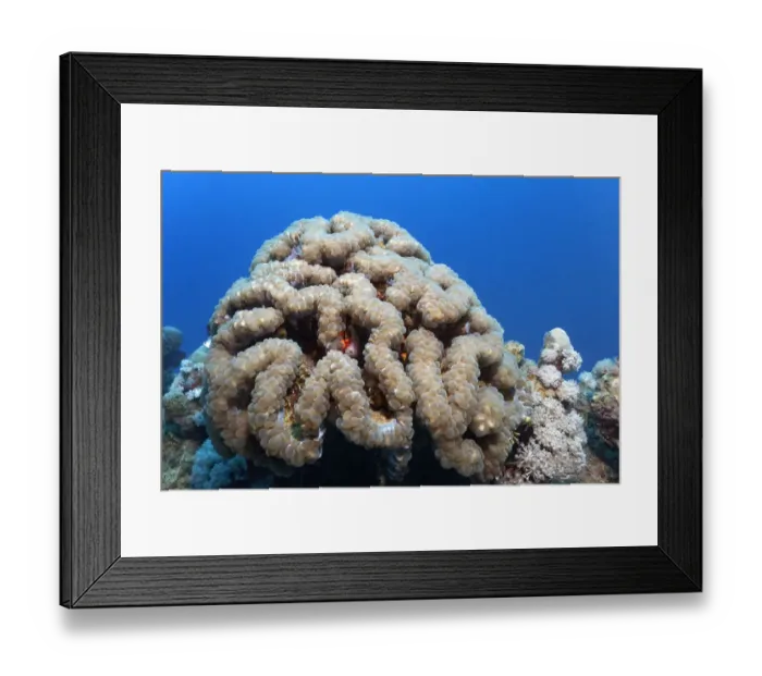 Framed Print : Bubble Coral -Plerogyra sinuosa-, Makadi Bay, Red Sea, Hurghada, Egypt Framed Print : Bubble Coral -Plerogyra sinuosa-, Makadi Bay, Red Sea, Hurghada, Egypt