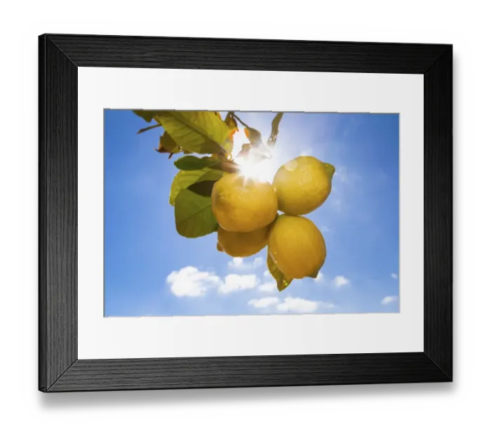 Framed Print : Lemons hanging on a tree, sunlight, backlit, Palma de Mallorca, Llucmajor, Majorca, Balearic Islands, Spain Framed Print : Lemons hanging on a tree, sunlight, backlit, Palma de Mallorca, Llucmajor, Majorca, Balearic Islands, Spain