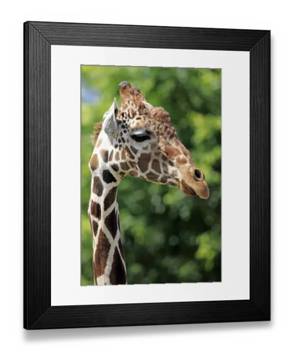 Framed Print : Reticulated Giraffe -Giraffa camelopardalis reticulata-, adult, portrait, captive, Miami, Florida, USA Framed Print : Reticulated Giraffe -Giraffa camelopardalis reticulata-, adult, portrait, captive, Miami, Florida, USA