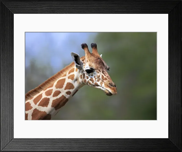 Framed Print : Reticulated Giraffe -Giraffa camelopardalis reticulata-, adult, portrait, captive, Miami, Florida, USA Framed Print : Reticulated Giraffe -Giraffa camelopardalis reticulata-, adult, portrait, captive, Miami, Florida, USA
