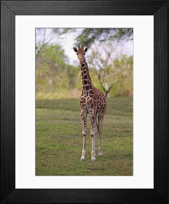 Framed Print : Reticulated Giraffe -Giraffa camelopardalis reticulata-, adult, captive, Miami, Florida, USA Framed Print : Reticulated Giraffe -Giraffa camelopardalis reticulata-, adult, captive, Miami, Florida, USA