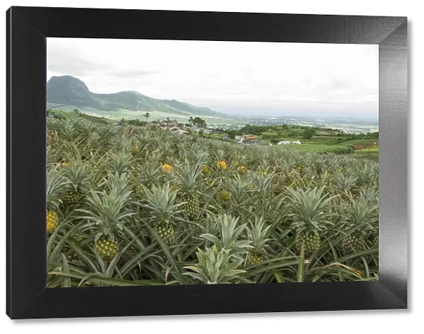 Pineapple field on tropical island, Les Mariannes, Mauritius, Mauritius