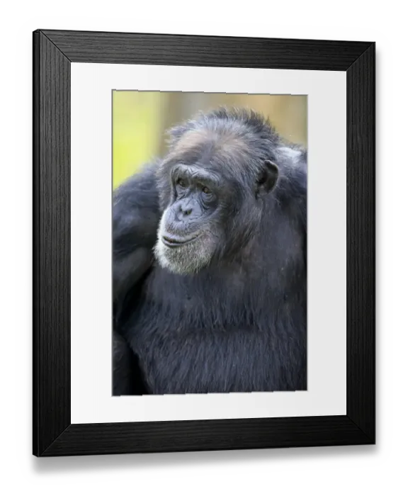 Framed Print : Chimpanzee -Pan troglodytes troglodytes-, male, portrait, captive, Miami, Florida, USA Framed Print : Chimpanzee -Pan troglodytes troglodytes-, male, portrait, captive, Miami, Florida, USA
