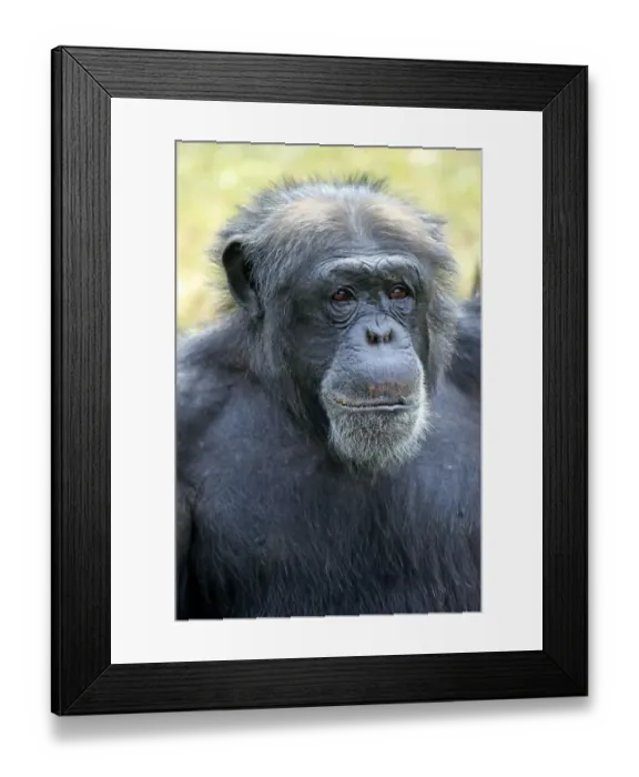 Framed Print : Chimpanzee -Pan troglodytes troglodytes-, male, portrait, captive, Miami, Florida, USA Framed Print : Chimpanzee -Pan troglodytes troglodytes-, male, portrait, captive, Miami, Florida, USA