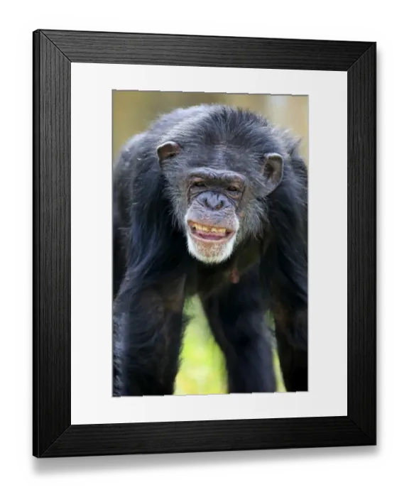 Framed Print : Chimpanzee -Pan troglodytes troglodytes-, male, grimace, captive, Miami, Florida, USA Framed Print : Chimpanzee -Pan troglodytes troglodytes-, male, grimace, captive, Miami, Florida, USA