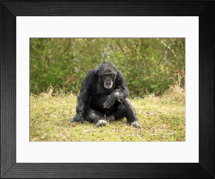 Framed Print : Chimpanzee -Pan troglodytes troglodytes-, male, captive, Miami, Florida, USA Framed Print : Chimpanzee -Pan troglodytes troglodytes-, male, captive, Miami, Florida, USA
