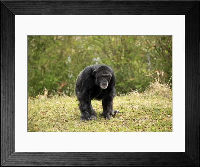 Framed Print : Chimpanzee -Pan troglodytes troglodytes-, male, captive, Miami, Florida, USA Framed Print : Chimpanzee -Pan troglodytes troglodytes-, male, captive, Miami, Florida, USA