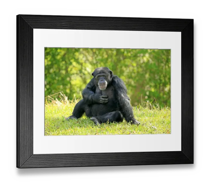 Framed Print : Chimpanzee -Pan troglodytes troglodytes-, male, captive, Miami, Florida, USA Framed Print : Chimpanzee -Pan troglodytes troglodytes-, male, captive, Miami, Florida, USA