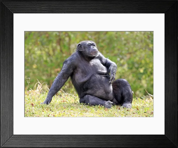 Framed Print : Chimpanzee -Pan troglodytes troglodytes-, female, captive, Miami, Florida, USA Framed Print : Chimpanzee -Pan troglodytes troglodytes-, female, captive, Miami, Florida, USA