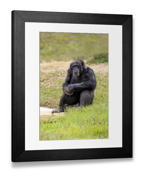 Framed Print : Chimpanzee -Pan troglodytes troglodytes-, male, captive, Miami, Florida, USA