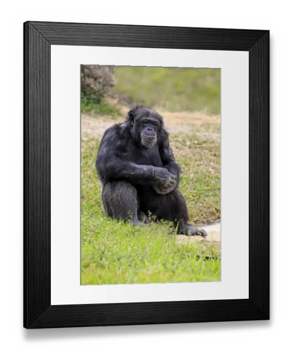 Framed Print : Chimpanzee -Pan troglodytes troglodytes-, male, captive, Miami, Florida, USA Framed Print : Chimpanzee -Pan troglodytes troglodytes-, male, captive, Miami, Florida, USA