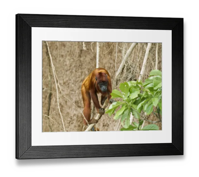 Framed Print : Red Howler Monkey -Alouatta seniculus-, Tambopata Nature Reserve, Madre de Dios Region, Peru Framed Print : Red Howler Monkey -Alouatta seniculus-, Tambopata Nature Reserve, Madre de Dios Region, Peru