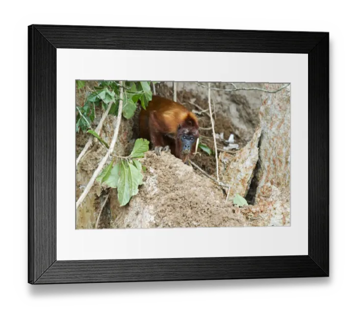 Framed Print : Red Howler Monkey -Alouatta seniculus- eating clay at a clay lick, Tambopata Nature Reserve, Madre de Dios Region, Peru Framed Print : Red Howler Monkey -Alouatta seniculus- eating clay at a clay lick, Tambopata Nature Reserve, Madre de Dios Region, Peru