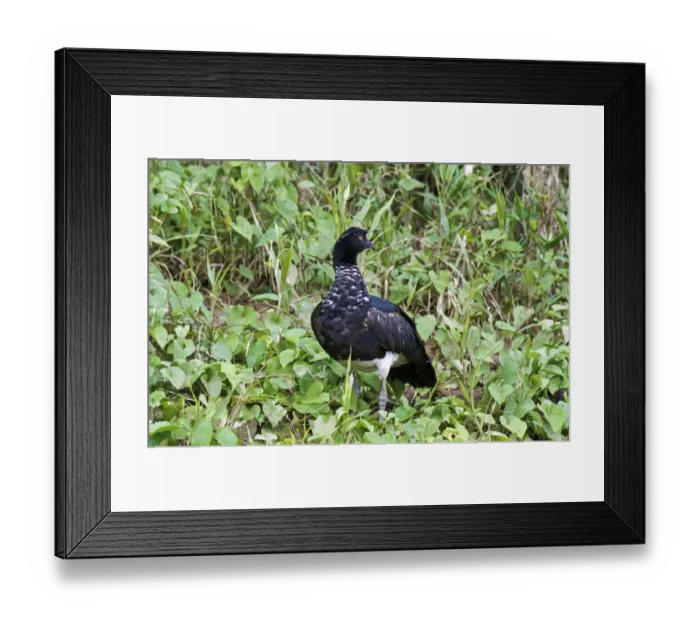 Framed Print : Horned Screamer -Anhima cornuta-, Tambopata Nature Reserve, Madre de Dios Region, Peru Framed Print : Horned Screamer -Anhima cornuta-, Tambopata Nature Reserve, Madre de Dios Region, Peru