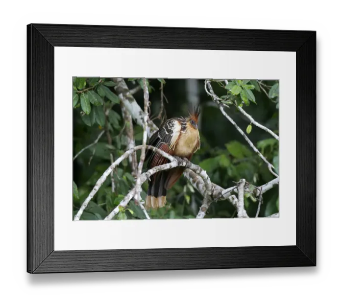 Framed Print : Hoatzin -Opisthocomus hoazin-, Tambopata Nature Reserve, Madre de Dios Region, Peru