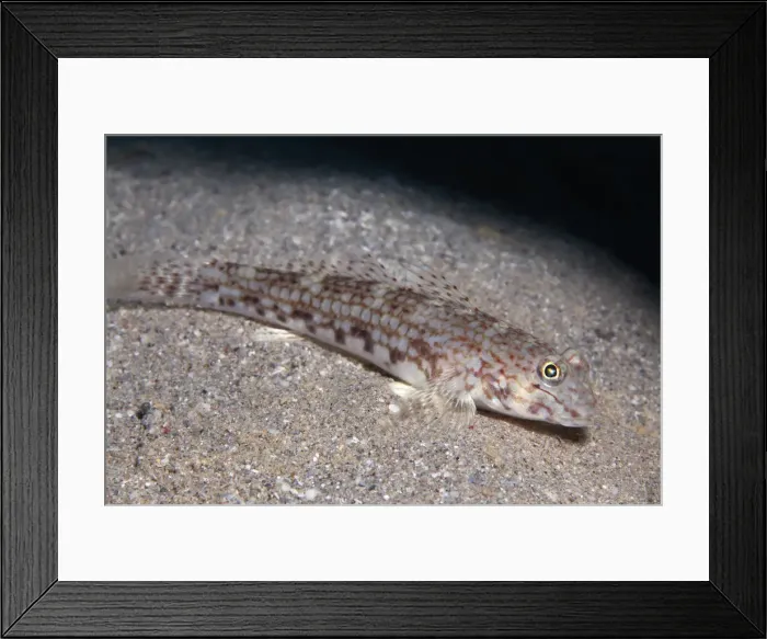 Framed Print : Decor goby -Istigobius decoratus- on sandy bottom, Makadi Bay, Red Sea, Hurghada, Egypt Framed Print : Decor goby -Istigobius decoratus- on sandy bottom, Makadi Bay, Red Sea, Hurghada, Egypt