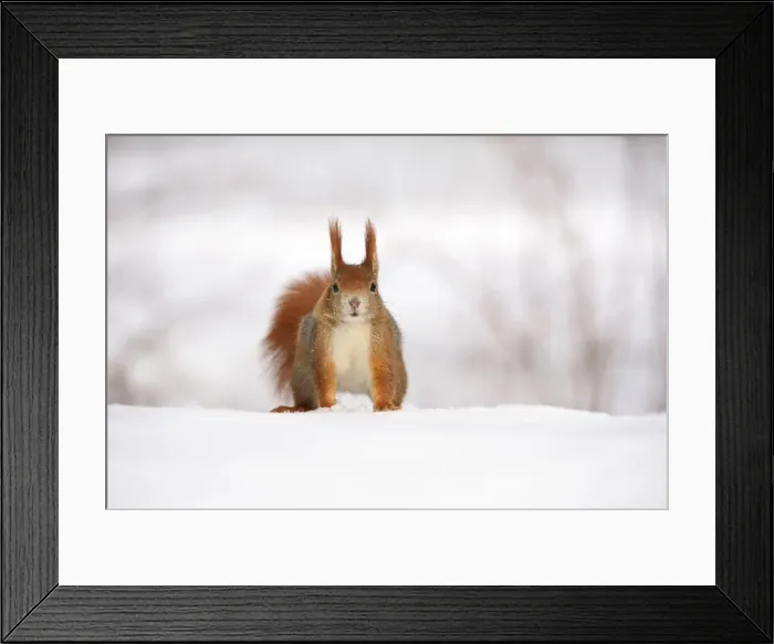 Framed Print : Red Squirrel -Sciurus vulgaris- in the snow in winter, Leipzig, Saxony, Germany Framed Print : Red Squirrel -Sciurus vulgaris- in the snow in winter, Leipzig, Saxony, Germany