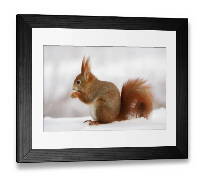 Framed Print : Red Squirrel -Sciurus vulgaris- feeding in the snow in winter, Leipzig, Saxony, Germany Framed Print : Red Squirrel -Sciurus vulgaris- feeding in the snow in winter, Leipzig, Saxony, Germany
