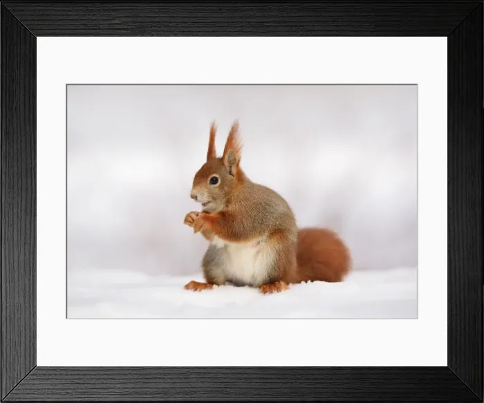 Framed Print : Red Squirrel -Sciurus vulgaris- feeding in the snow in winter, Leipzig, Saxony, Germany Framed Print : Red Squirrel -Sciurus vulgaris- feeding in the snow in winter, Leipzig, Saxony, Germany