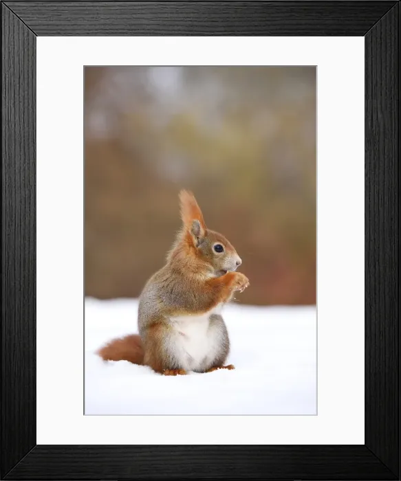 Framed Print : Red Squirrel -Sciurus vulgaris- feeding in the snow in winter, Leipzig, Saxony, Germany Framed Print : Red Squirrel -Sciurus vulgaris- feeding in the snow in winter, Leipzig, Saxony, Germany