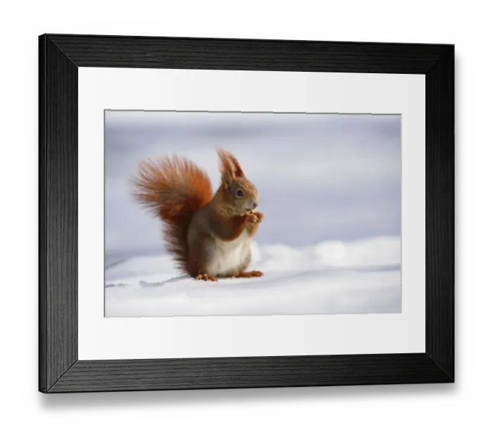 Framed Print : Red Squirrel -Sciurus vulgaris- feeding in the snow in winter, Leipzig, Saxony, Germany Framed Print : Red Squirrel -Sciurus vulgaris- feeding in the snow in winter, Leipzig, Saxony, Germany