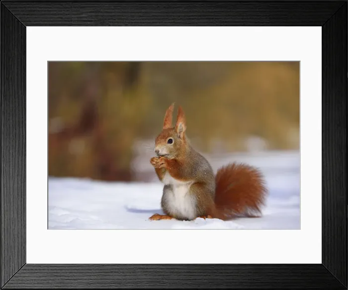 Framed Print : Red Squirrel -Sciurus vulgaris- feeding in the snow in winter, Leipzig, Saxony, Germany Framed Print : Red Squirrel -Sciurus vulgaris- feeding in the snow in winter, Leipzig, Saxony, Germany