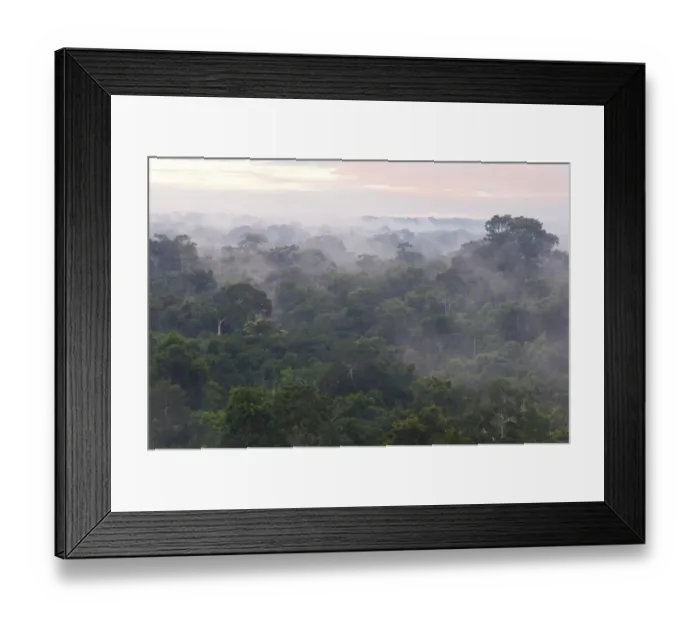 Framed Print : Morning mist over the treetops of the rainforest, Tambopata Nature Reserve, Madre de Dios Region, Peru Framed Print : Morning mist over the treetops of the rainforest, Tambopata Nature Reserve, Madre de Dios Region, Peru