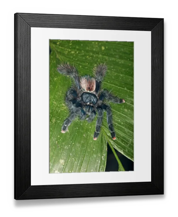 Framed Print : Pinktoe Tarantula -Avicularia avicularia-, Tambopata Nature Reserve, Madre de Dios Region, Peru Framed Print : Pinktoe Tarantula -Avicularia avicularia-, Tambopata Nature Reserve, Madre de Dios Region, Peru