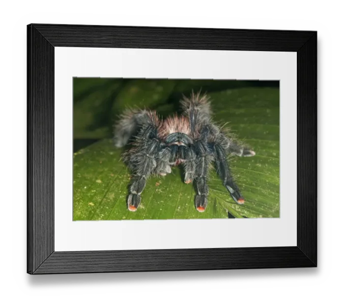 Framed Print : Pinktoe Tarantula -Avicularia avicularia-, Tambopata Nature Reserve, Madre de Dios Region, Peru