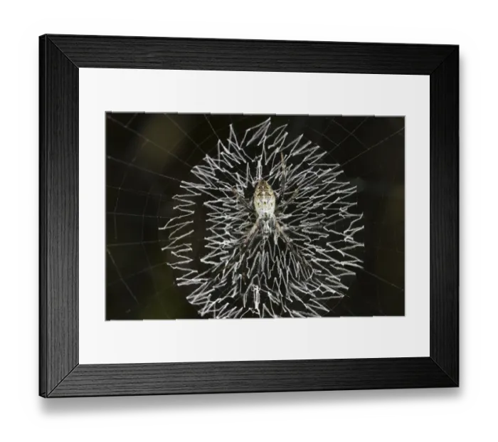 Framed Print : Orb-web spider, grass cross spider -Argiope catenulata- perched in the center of its circular web with a zig-zag pattern of white spider silk or stabilimentum, Tambopata Nature Reserve, Madre de Dios Region, Peru Framed Print : Orb-web spider, grass cross spider -Argiope catenulata- perched in the center of its circular web with a zig-zag pattern of white spider silk or stabilimentum, Tambopata Nature Reserve, Madre de Dios Region, Peru