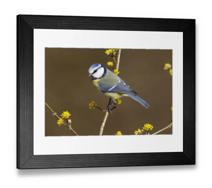 Framed Print : Blue Tit -Parus caeruleus syn Cyanistes caeruleus- perched on a twig, Neunkirchen, Siegerland, North Rhine-Westphalia, Germany