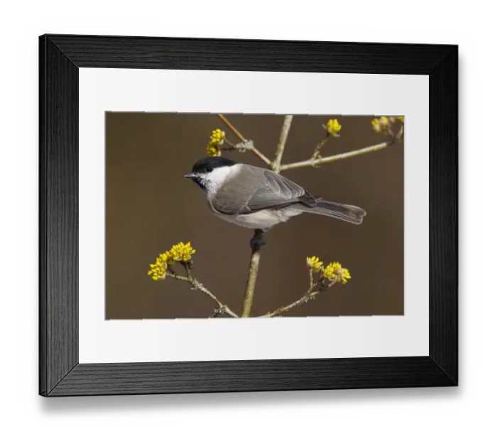 Framed Print : Marsh Tit -Parus palustris- perched on a twig, Neunkirchen, Siegerland, North Rhine-Westphalia, Germany