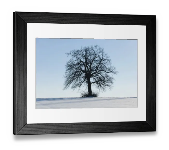 Framed Print : Solitary Lime Tree -Tilia spp. -, on a snow-covered field, Thuringia, Germany Framed Print : Solitary Lime Tree -Tilia spp. -, on a snow-covered field, Thuringia, Germany