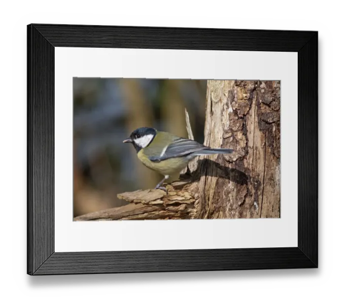 Framed Print : Great Tit -Parus major-, foraging for food, Untergroningen, Abtsgmuend, Baden-Wurttemberg, Germany Framed Print : Great Tit -Parus major-, foraging for food, Untergroningen, Abtsgmuend, Baden-Wurttemberg, Germany