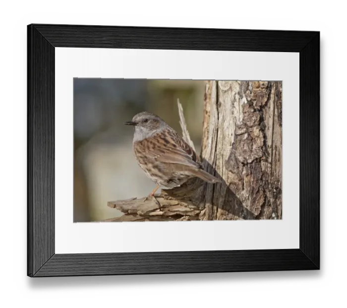 Framed Print : Dunnock, also Hedge Accentor, Hedge Sparrow or Hedge Warbler -Prunella modularis-, Untergroningen, Abtsgmuend, Baden-Wurttemberg, Germany