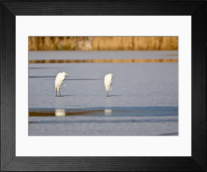Framed Print : Two Great Egrets -Ardea alba- standing on ice, North Hesse, Hesse, Germany Framed Print : Two Great Egrets -Ardea alba- standing on ice, North Hesse, Hesse, Germany