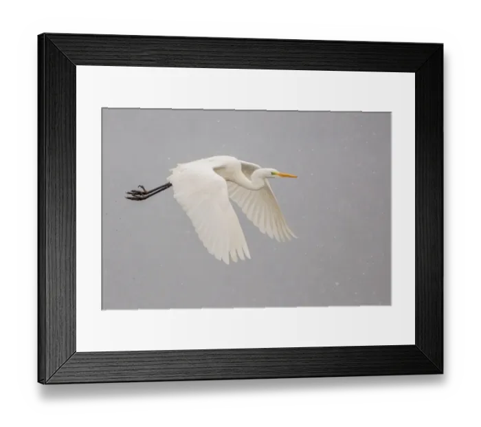 Framed Print : Great Egret -Ardea alba-, in flight, Lower Saxony, Germany Framed Print : Great Egret -Ardea alba-, in flight, Lower Saxony, Germany