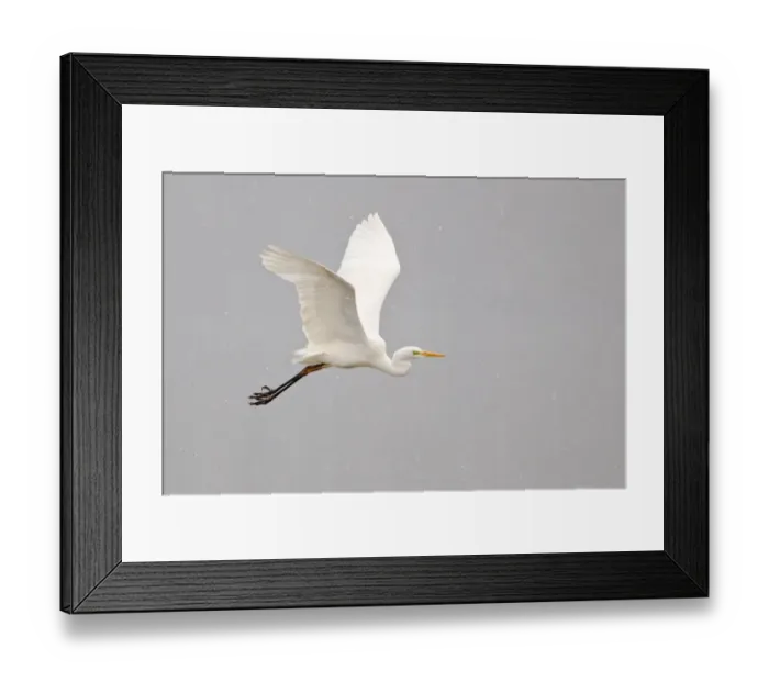 Framed Print : Great Egret -Ardea alba- flying through falling snow, North Hesse, Hesse, Germany Framed Print : Great Egret -Ardea alba- flying through falling snow, North Hesse, Hesse, Germany