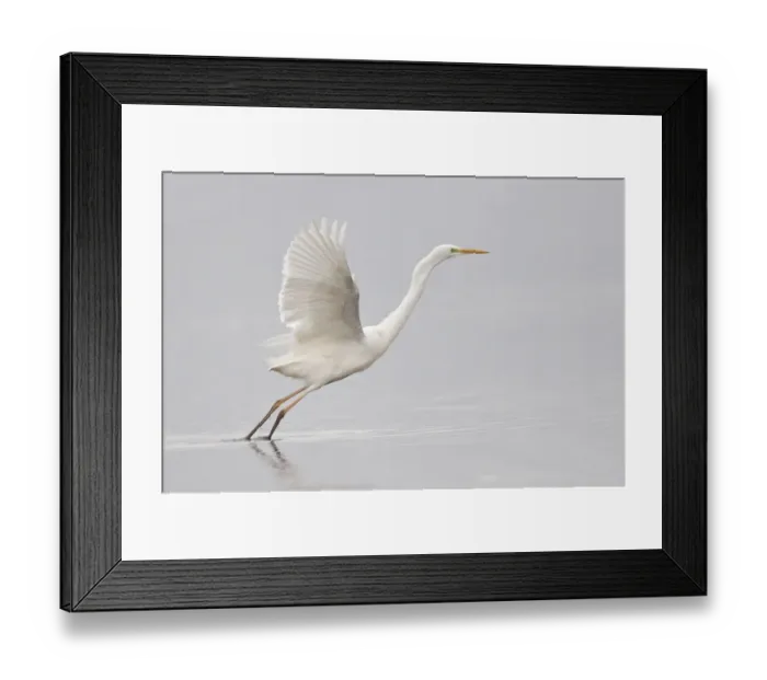 Framed Print : Great Egret -Ardea alba- starting to fly, North Hesse, Hesse, Germany Framed Print : Great Egret -Ardea alba- starting to fly, North Hesse, Hesse, Germany