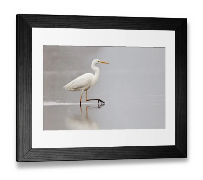 Framed Print : Great Egret -Ardea alba- wading through water during snowfall, North Hesse, Hesse, Germany Framed Print : Great Egret -Ardea alba- wading through water during snowfall, North Hesse, Hesse, Germany
