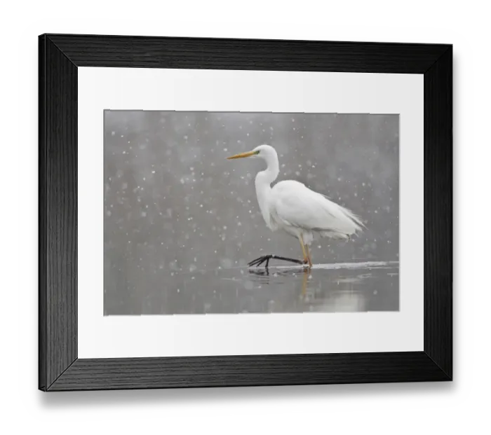 Framed Print : Great Egret -casmerodius albus, Egretta alba- walking during snowfall, North Hesse, Hesse, Germany Framed Print : Great Egret -casmerodius albus, Egretta alba- walking during snowfall, North Hesse, Hesse, Germany