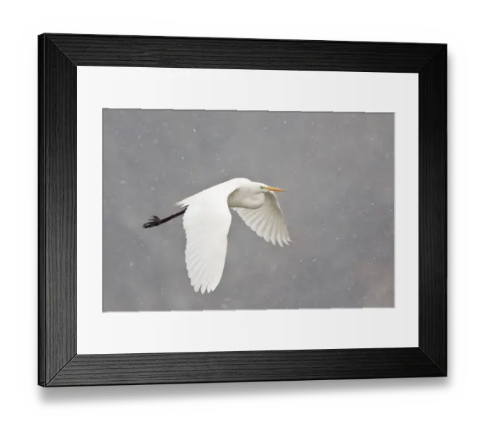 Framed Print : Great Egret -casmerodius albus, Egretta alba- flying during snowfall, North Hesse, Hesse, Germany Framed Print : Great Egret -casmerodius albus, Egretta alba- flying during snowfall, North Hesse, Hesse, Germany