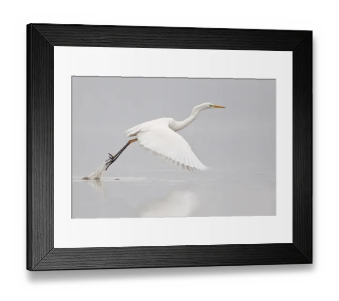 Framed Print : Great Egret -casmerodius albus, Egretta alba- taking off, North Hesse, Hesse, Germany Framed Print : Great Egret -casmerodius albus, Egretta alba- taking off, North Hesse, Hesse, Germany
