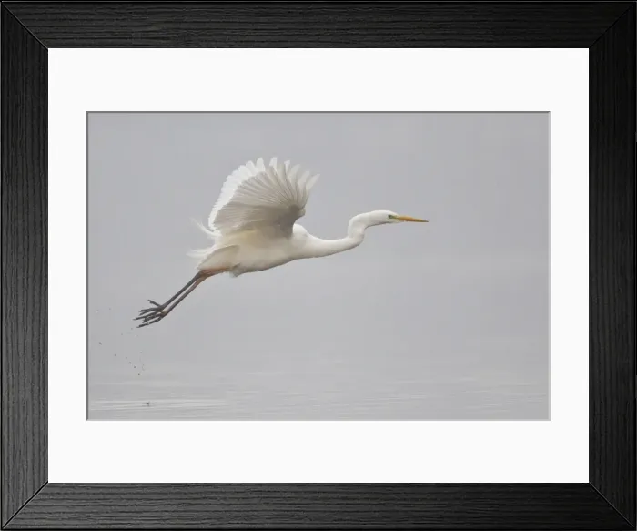 Framed Print : Great Egret -Ardea alba-, in flight during snowfall, North Hesse, Hesse, Germany Framed Print : Great Egret -Ardea alba-, in flight during snowfall, North Hesse, Hesse, Germany