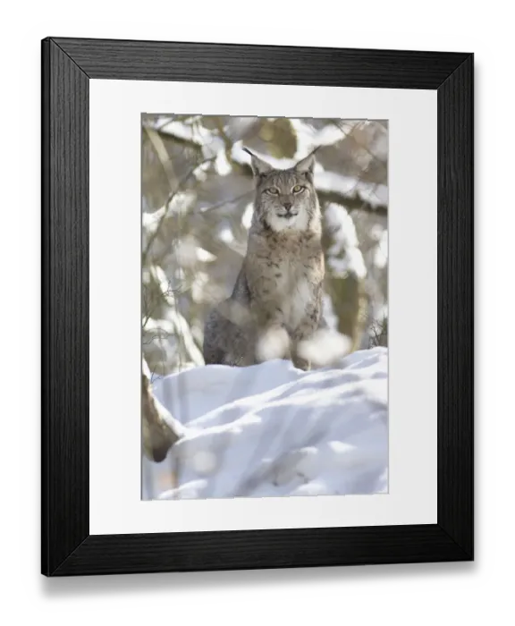 Framed Print : Lynx -Lynx lynx- in the snow, Arnsberger Wald, Sauerland, North Rhine-Westphalia, Germany Framed Print : Lynx -Lynx lynx- in the snow, Arnsberger Wald, Sauerland, North Rhine-Westphalia, Germany