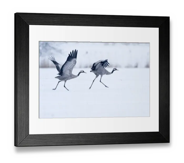 Framed Print : Two cranes -Grus grus- on a snow-covered field before taking off, North Hesse, Hesse, Germany Framed Print : Two cranes -Grus grus- on a snow-covered field before taking off, North Hesse, Hesse, Germany