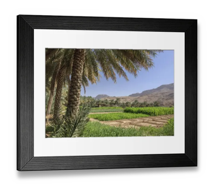 Framed Print : Oasis with date palms and green fields, Jebel Shams, Al Hajar Mountains, Ad Dakhiliyah Governorate, Oman Framed Print : Oasis with date palms and green fields, Jebel Shams, Al Hajar Mountains, Ad Dakhiliyah Governorate, Oman